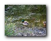 Arboretum010150426.jpg