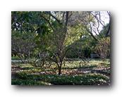Arboretum023150426.jpg