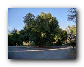 Arboretum026150426.jpg