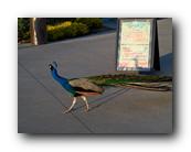 Arboretum067150426.jpg