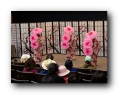 MPKCherryBlossom068120426.jpg