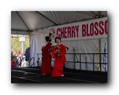 MPKCherryBlossom228120426.jpg