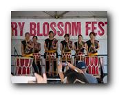 MPKCherryBlossom247120426.jpg