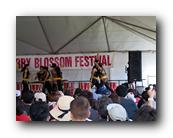 MPKCherryBlossom283120426.jpg