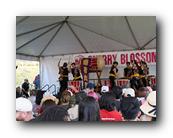 MPKCherryBlossom284120426.jpg