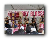 MPKCherryBlossom300120426.jpg