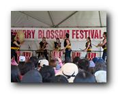 MPKCherryBlossom316120426.jpg