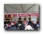 MPKCherryBlossom317120426.jpg