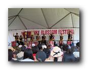MPKCherryBlossom320120426.jpg
