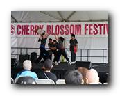MPKCherryBlossom339120426.jpg