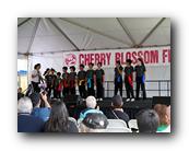 MPKCherryBlossom343120426.jpg