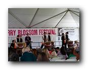 MPKCherryBlossom349120426.jpg