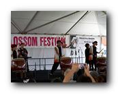 MPKCherryBlossom351120426.jpg
