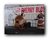 MPKCherryBlossom377120426.jpg