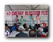 MPKCherryBlossom403120426.jpg