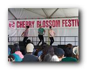 MPKCherryBlossom431120426.jpg