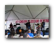 MPKCherryBlossom611120426.jpg