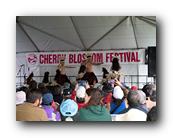 MPKCherryBlossom743120426.jpg