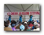 MPKCherryBlossom752120426.jpg