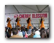 MPKCherryBlossom768120426.jpg