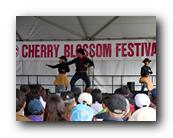 MPKCherryBlossom778120426.jpg