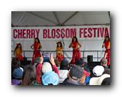 MPKCherryBlossom783120426.jpg