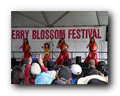 MPKCherryBlossom784120426.jpg