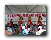 MPKCherryBlossom797120426.jpg