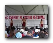 MPKCherryBlossom809120426.jpg