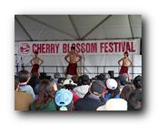 MPKCherryBlossom813120426.jpg