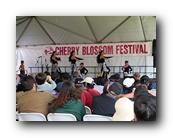 MPKCherryBlossom824120426.jpg