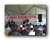MPKCherryBlossom825120426.jpg
