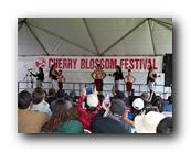 MPKCherryBlossom834120426.jpg