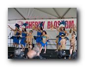 MPKCherryBlossom884120426.jpg