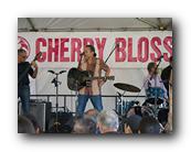 MPKCherryBlossom898120426.jpg