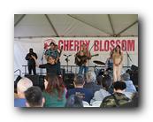 MPKCherryBlossom902120426.jpg