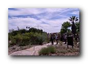 NativePlants009280326.jpg