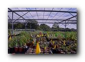 NativePlants016280326.jpg