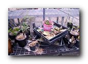 NativePlants034280326.jpg