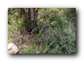NativePlants055280326.jpg