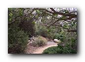 NativePlants067280326.jpg