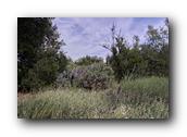 NativePlants084280326.jpg