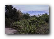 NativePlants086280326.jpg