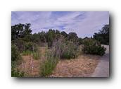 NativePlants087280326.jpg