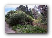 NativePlants089280326.jpg