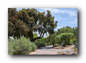 SDBotanic004030526.jpg