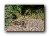 SDBotanic008030526.jpg