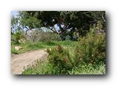 SDBotanic020030526.jpg