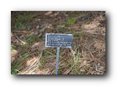 SDBotanic025030526.jpg