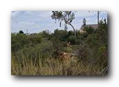 SDBotanic033030526.jpg